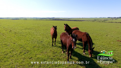 IMAGEM FIXA NA COXILHA.00_00_13_16.Quadro003_70bf62eeb1f18c31842da7fc39ab37217f58576b.jpg